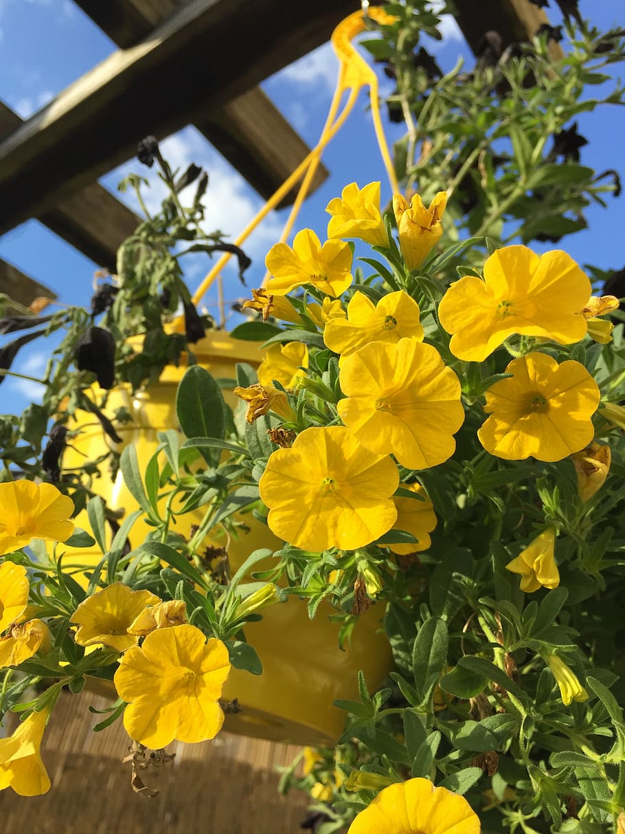 hanging basket, clouds, sky, yellow, flower, flowering plant HD wallpaper