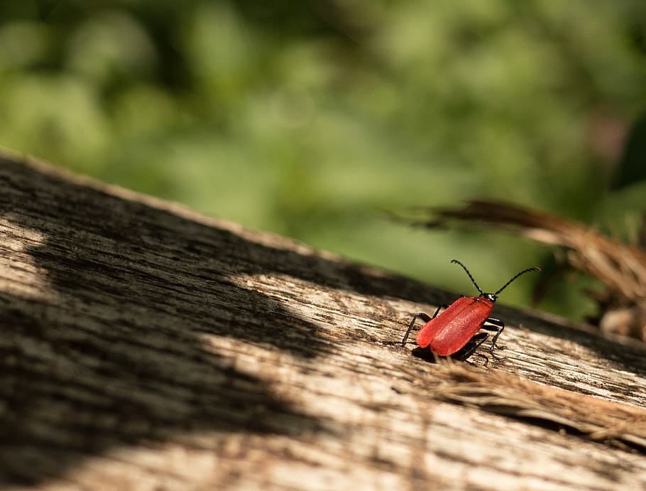 beetle, red, log, fire beetle, insect, insect photo, forest HD wallpaper