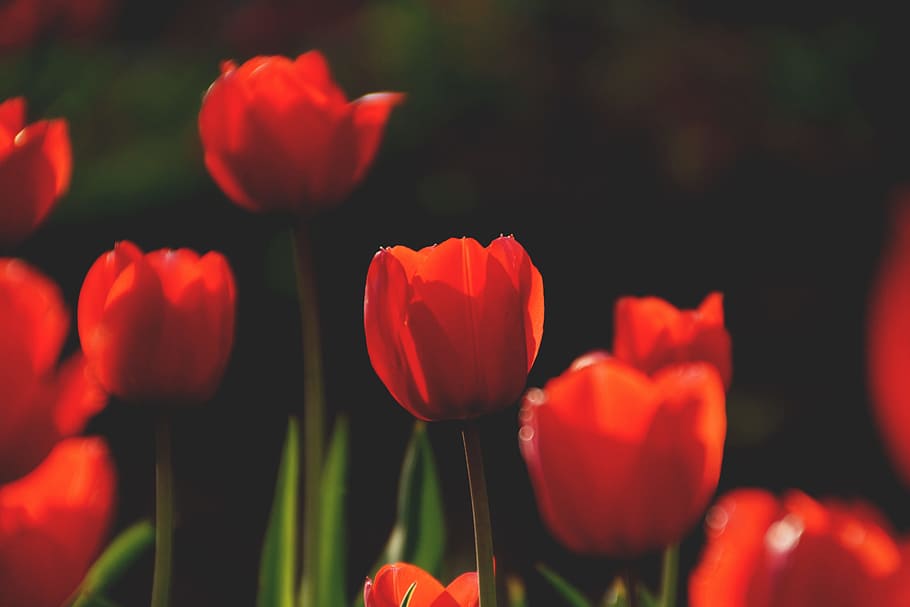 nature, red, field, flowers, bloom, blooming, blossom, blur, botanical HD wallpaper