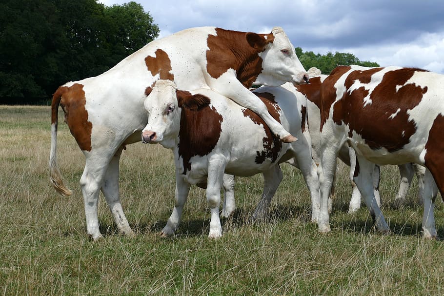 cow, beef, cattle, brown, white, animal, mammal, countryside HD wallpaper