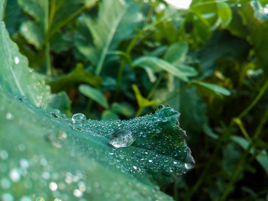drops, leaf, water, wet, plant, plant part, growth, green color HD wallpaper