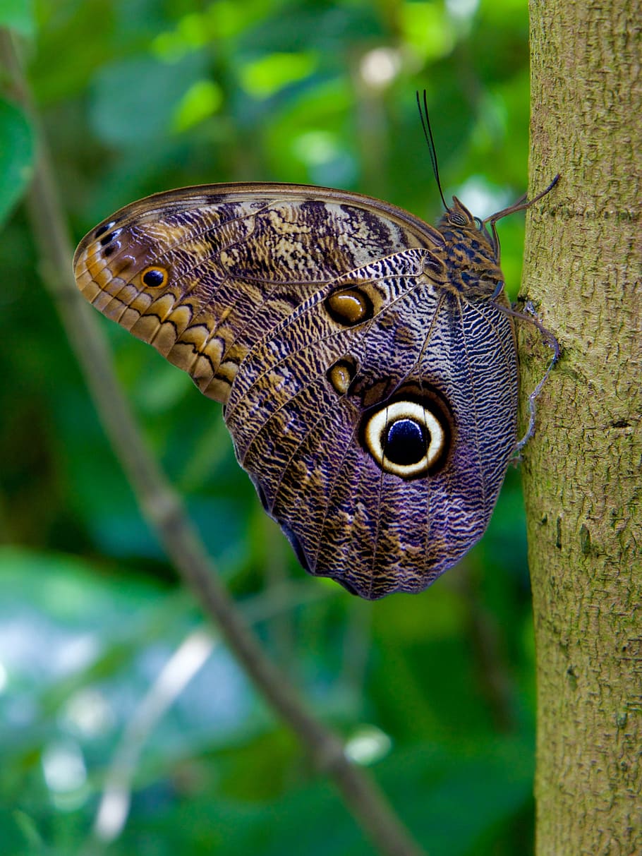butterfly, insect, nature, butterfly - Insect, animal, wildlife HD wallpaper