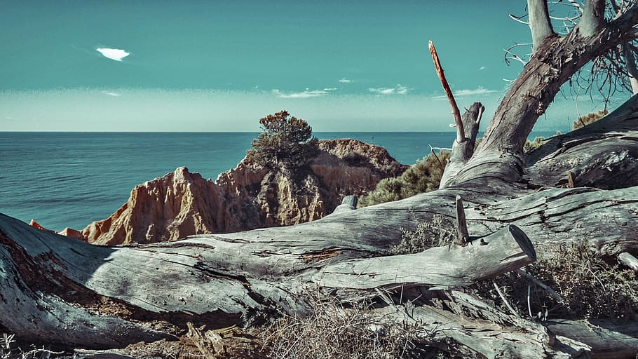 Tree, Beach, Sea, Seascape, summer, portugal, scenic, nature HD wallpaper