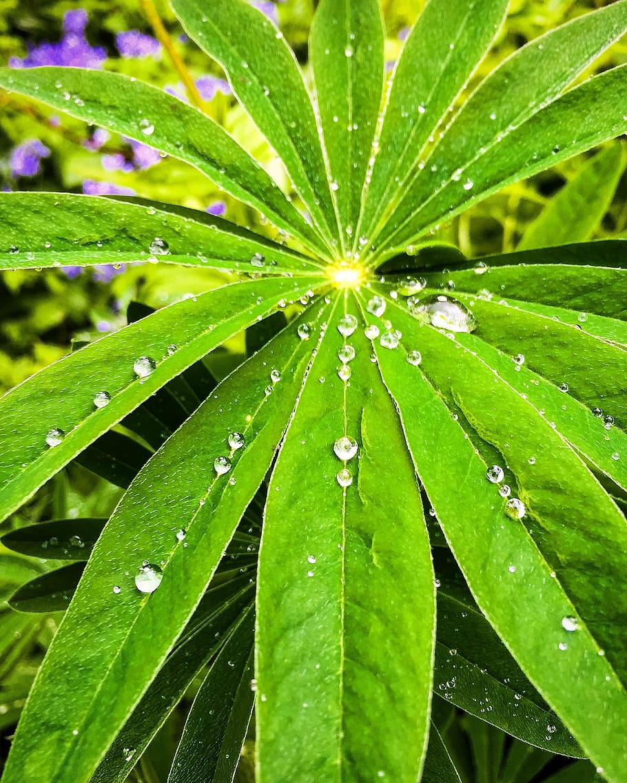 drops, raindrops, growth, nature, leaf, environment, leaves HD wallpaper
