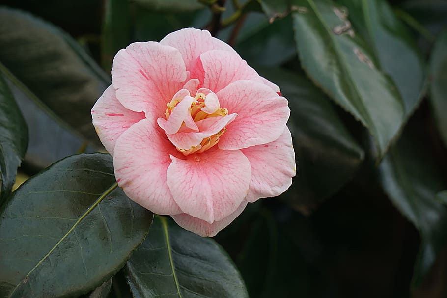 HD wallpaper: Flower, Japan, Quince, Nature, japan quince, flowering ...