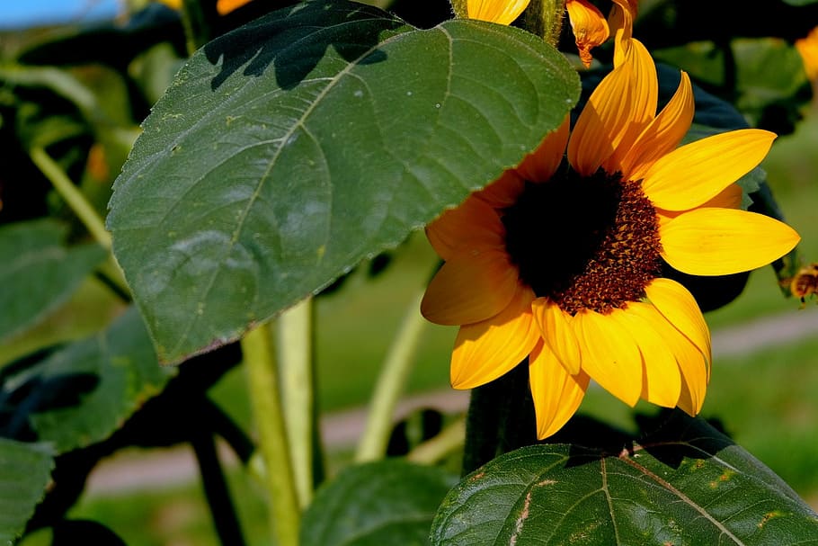 sun flower, leaves, light, shadow, summer, park, pasture, sunflower HD wallpaper