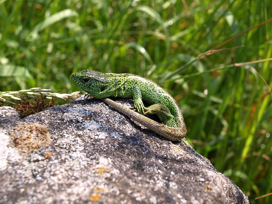 Sand Lizard, Reptile, Nature, animal, one animal, animal wildlife HD wallpaper