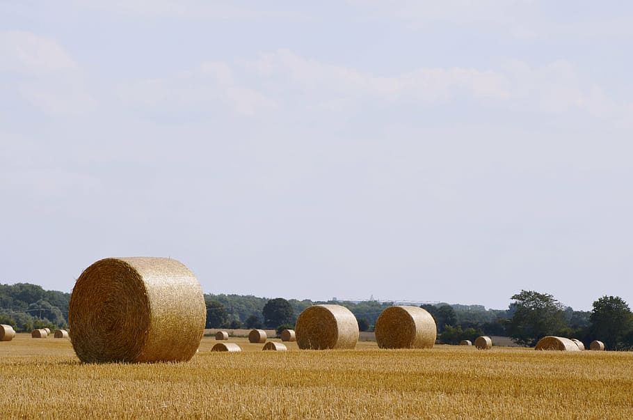 field, harvest, agriculture, summer, cereals, nature, field crops