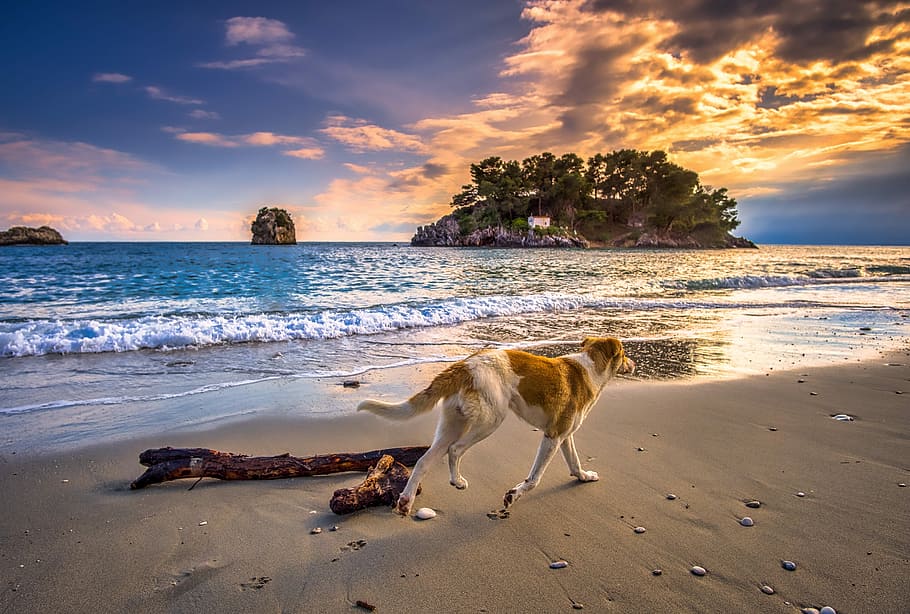 white and tan dog running on seashore, sunset, wave, sky, beach HD wallpaper