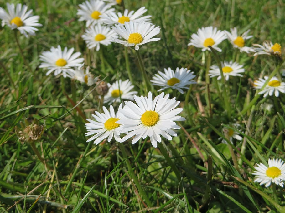 daisy, plant, flower, yellow, nature, spring, garden, summer HD wallpaper