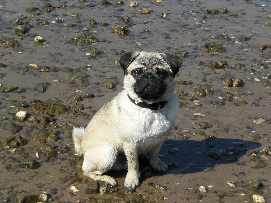 dog, pug, animals, one animal, animal themes, domestic, pets HD wallpaper