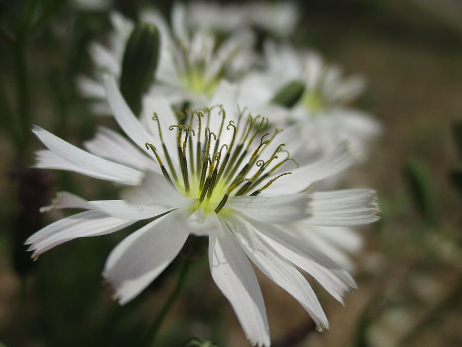 flowers, plants, spring, nature, close-up, summer, petal, flowering plant HD wallpaper