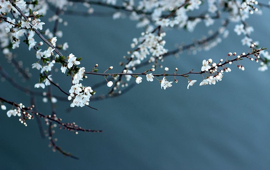 white petaled flowers, casey, spring, lake, blue, plant, flowering plant HD wallpaper