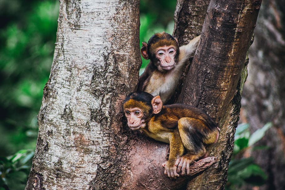 two brown monkeys in a tree, two brown monkeys on tree, fur, wild HD wallpaper