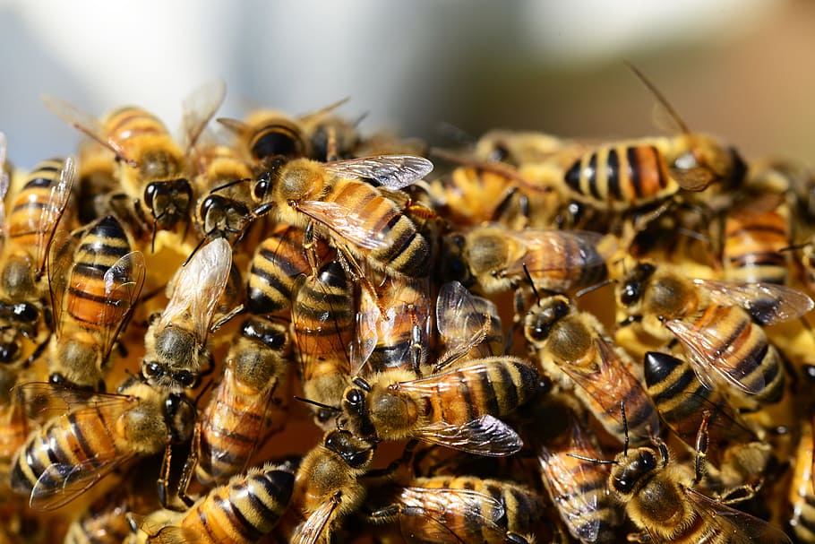 close-up photography of honeybee colony, honey bees, beehive