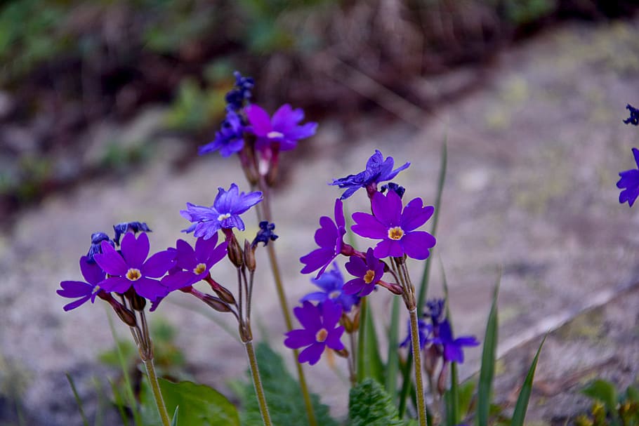 Hd Wallpaper Flower Nature Macro Spring Flowers Plant The Leaves Are Wallpaper Flare