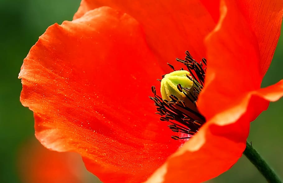 shallow focus photography of red flower, plant, nature, live HD wallpaper