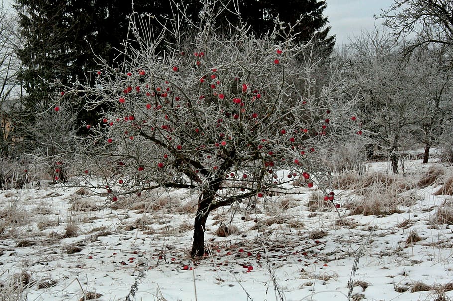 red flower tree in snow covered road, winter, bush, plant, cold temperature HD wallpaper