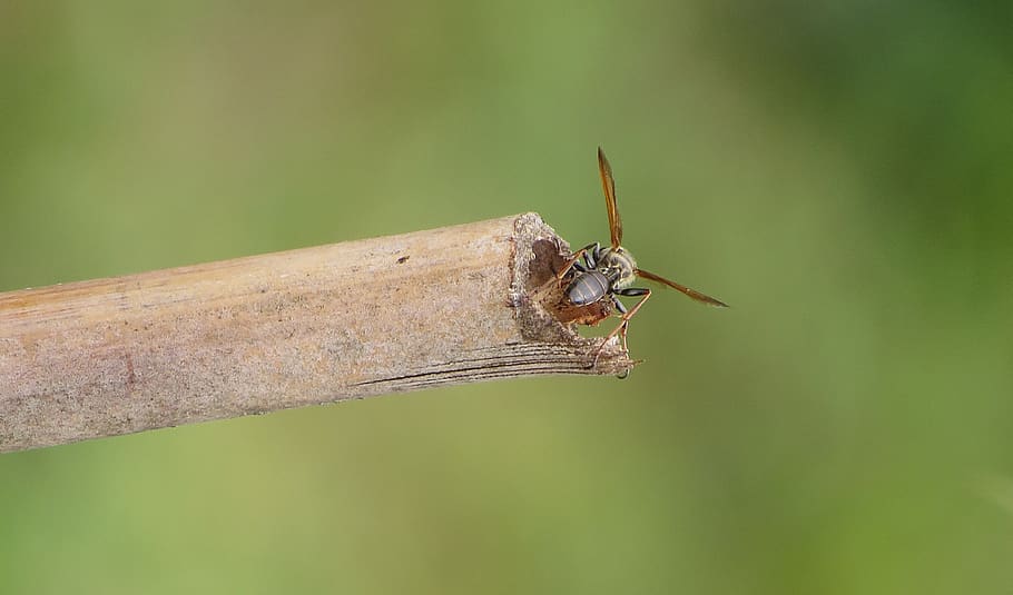 nature, insect, wasp, macro, armenia, animal, animal themes HD wallpaper