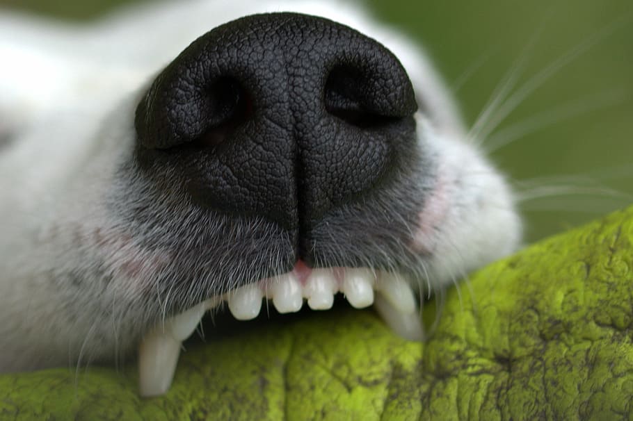 shallow focus photography of white dog, snout, teeth, bite, play, HD wallpaper