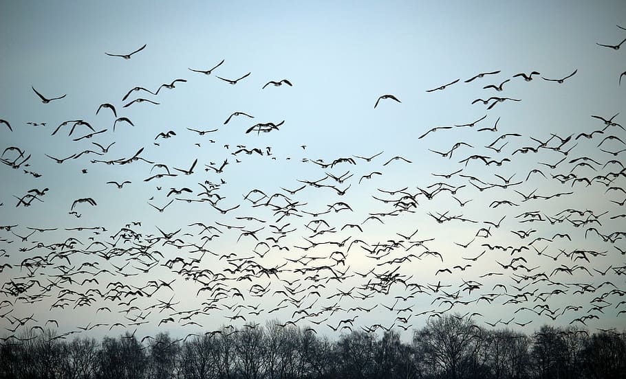 flock of birds flying during daytime, wild geese, winter, migratory birds