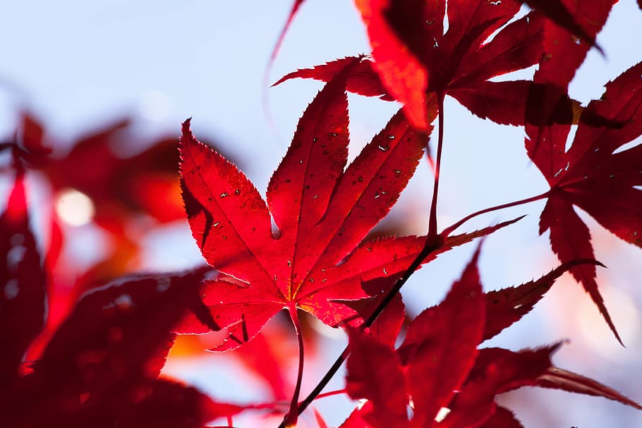 close-up photography of red leaves, maple, autumn, leaf, coloring HD wallpaper