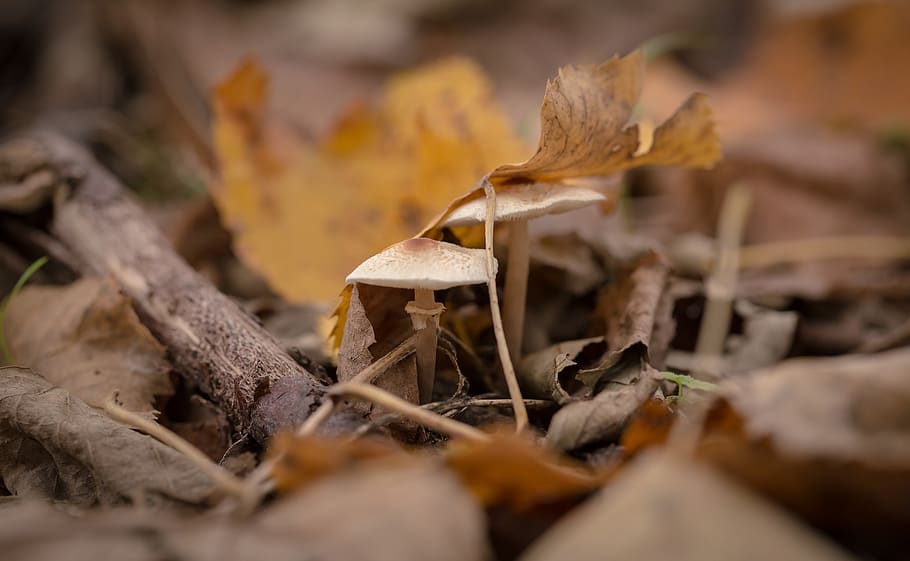 leaf, fall, autumn, mushroom, fungus, vegetable, plant, selective focus HD wallpaper