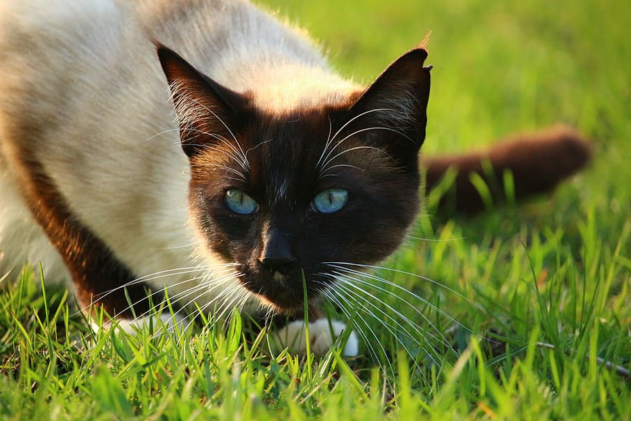 cat, mieze, kitten, siamese cat, grass, breed cat, domestic cat HD wallpaper