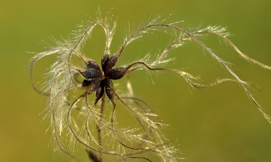 nature, same, close, macro, filigree, flying seeds, multiplication HD wallpaper
