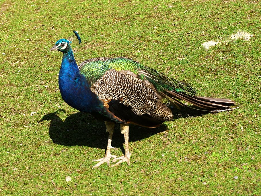 peacock, bird, animal, animal themes, animal wildlife, animals in the wild HD wallpaper