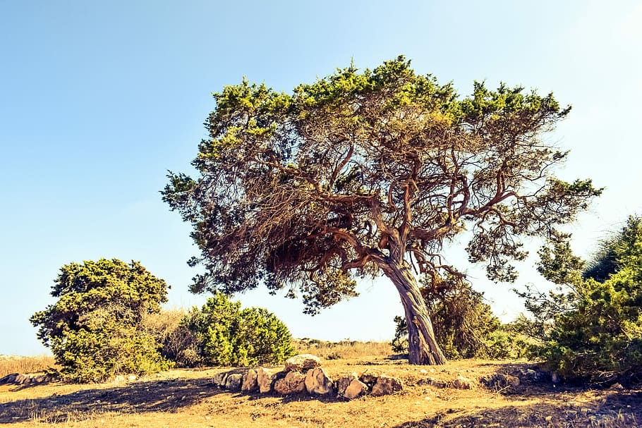 Cyprus, Cavo, Tree, Landscape, cavo greko, nature, nature landscape HD wallpaper