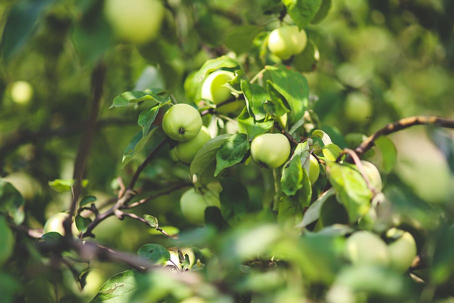 apple, green, nature, fresh, branch, tree, fruit, health, healthy HD wallpaper