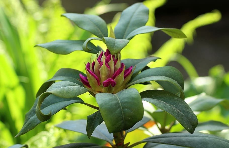 selective focus photography of green leafed plant with flower HD wallpaper