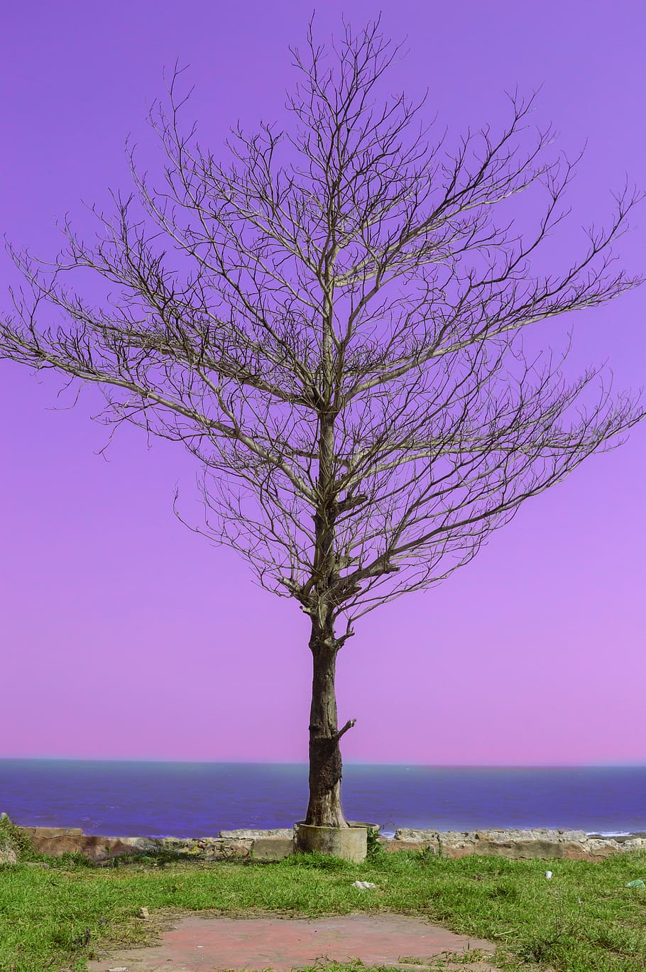 beach, tree, nature, plant, sky, tranquility, water, beauty in nature HD wallpaper