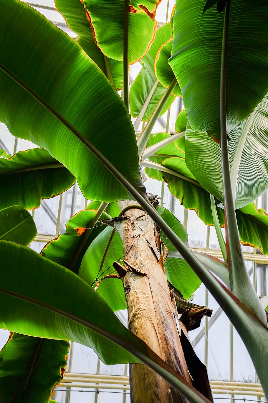 low angle photography of banana plant, green banana fruit tree low-angle photography HD wallpaper