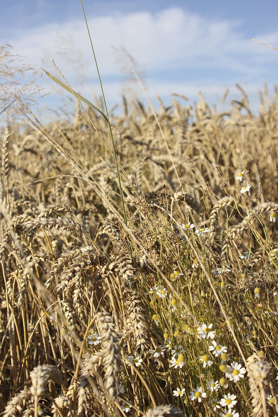 Field, Cereals, Nature, Crops, field crops, agriculture, harvest HD wallpaper