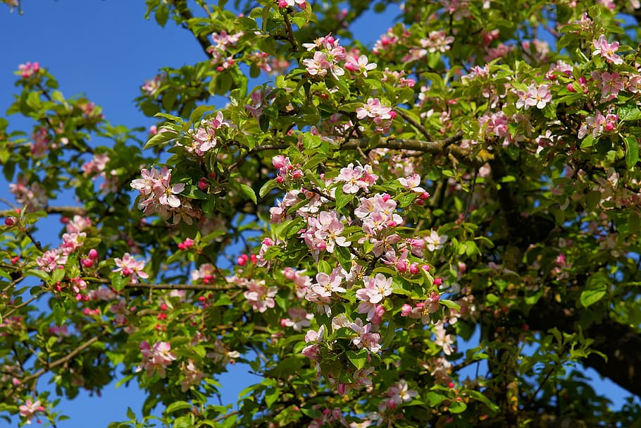 HD wallpaper: photo of pink flower tree, apple tree blossom, apple