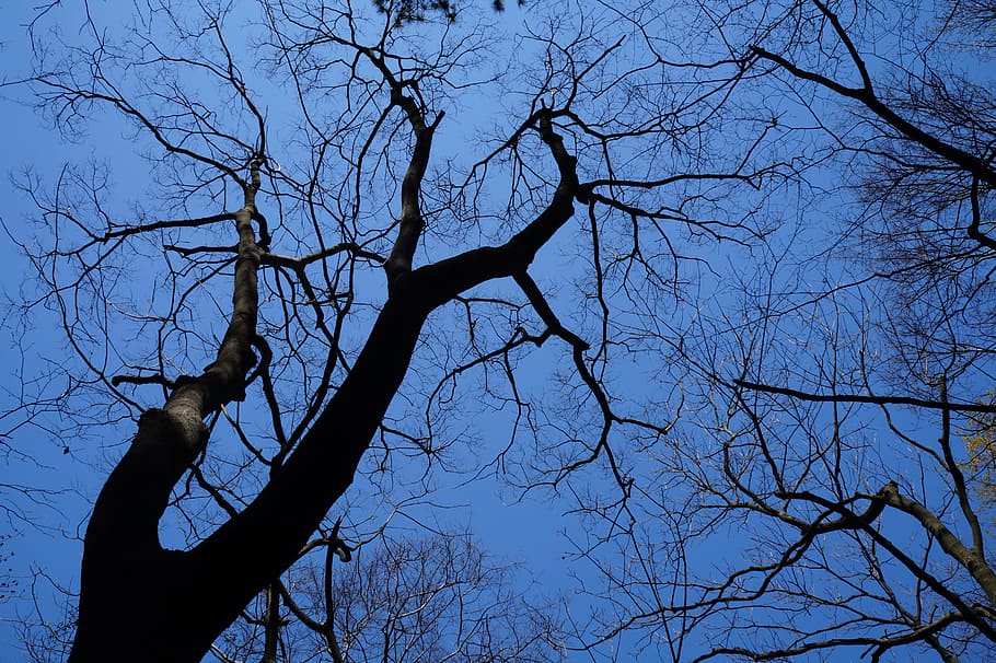 china, home, tree, bare tree, branch, silhouette, sky, low angle view HD wallpaper