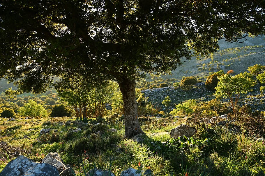 crete, mountains, plant, tree, growth, beauty in nature, tranquility HD wallpaper
