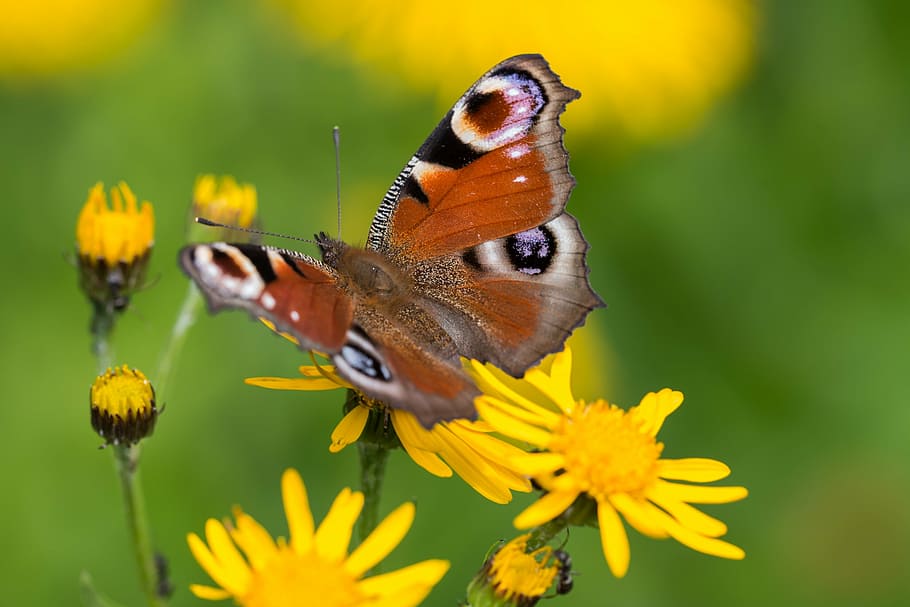 macro photography of peacock butterfly on yellow flower, close, HD wallpaper