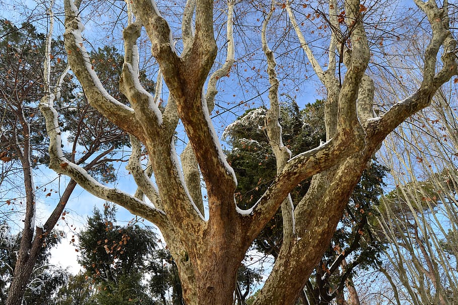 tree, snow, plane, winter, plant, tree trunk, low angle view HD wallpaper