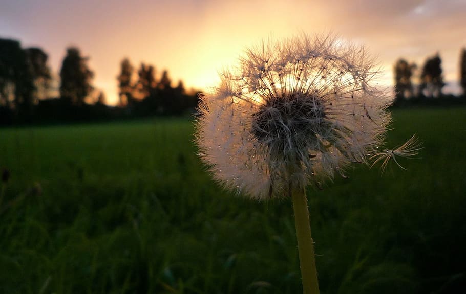 dandelion, overblown, plant, backlight, nature, flora, flower HD wallpaper