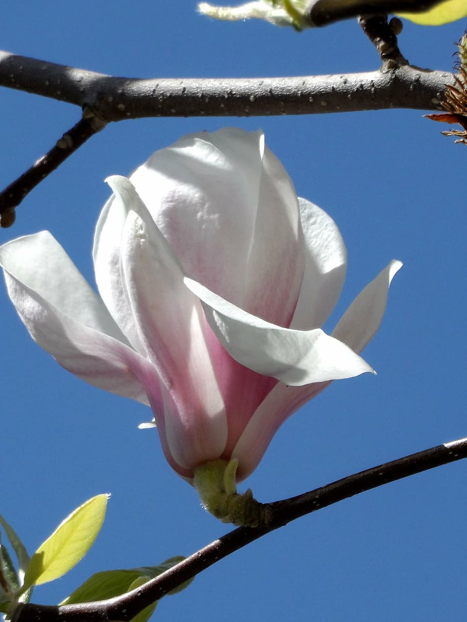 magnolia, blossom, bloom, pink, white, grow, close, plant, nature, HD wallpaper