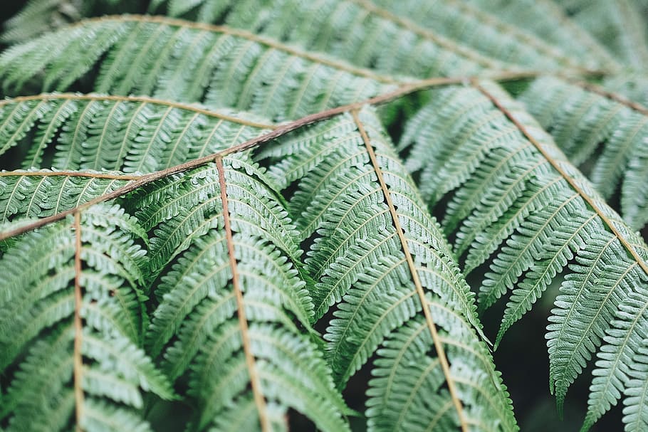 green leaves, green leafed plant, tree, foliage, branch, green color HD wallpaper