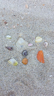 Маленькие ракушки, assorted-color seashells on sands HD wallpaper