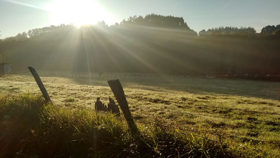 green grass, Sol, Rays, Lawn, Eventide, about, gratitude, twilight HD wallpaper