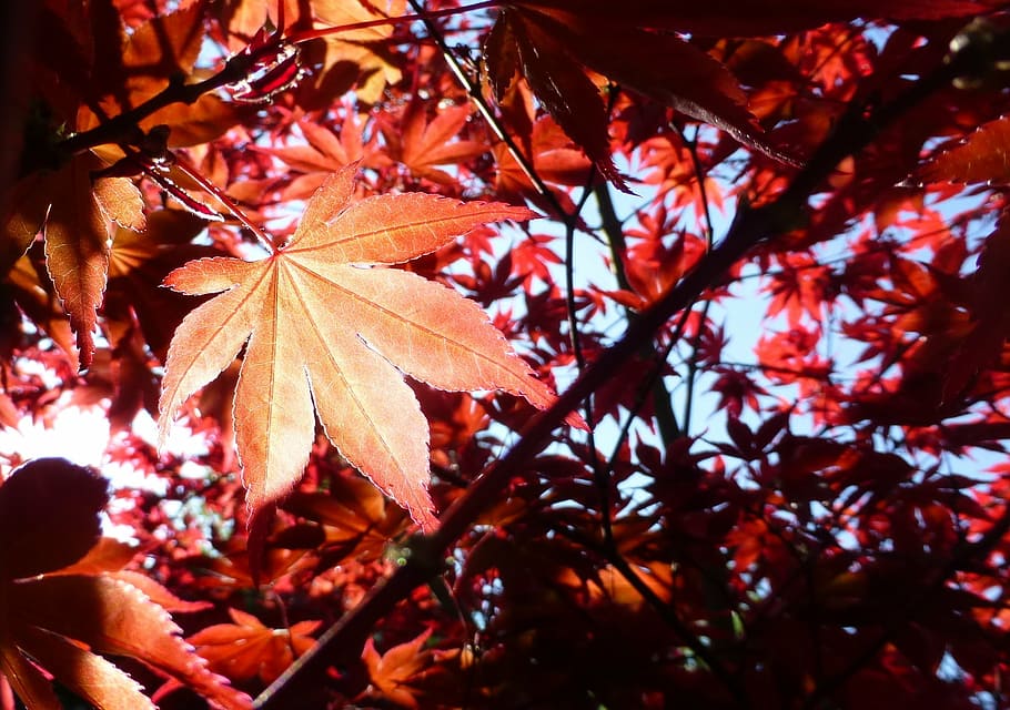 acer, maple, japanese, leaf, plant, tree, nature, natural, leaves, HD wallpaper
