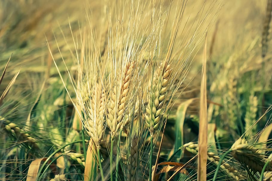 wheat plant, Grain, Cornfield, Cereals, agriculture, nature HD wallpaper