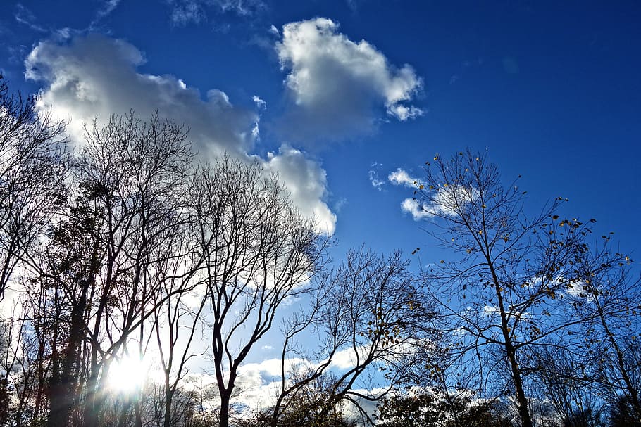 trees, treetops, branches, silhouette, blue skies, clouds, sunlight HD wallpaper
