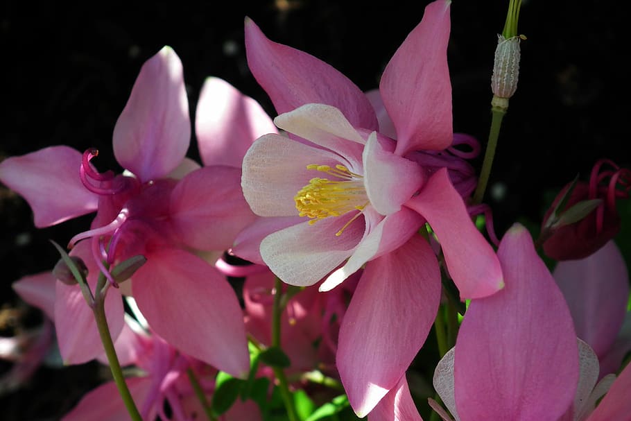 flowers, garden, spring, flowering plant, petal, beauty in nature HD wallpaper
